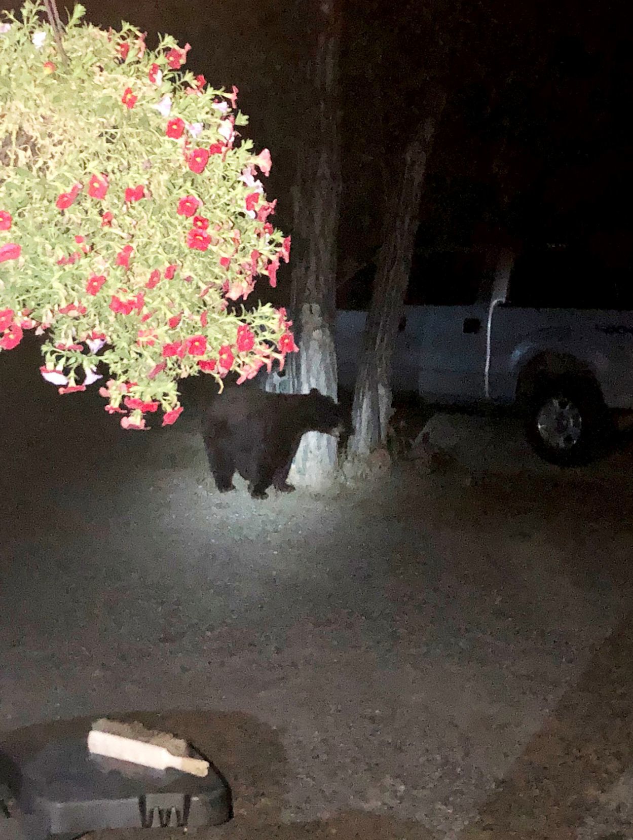 A black bear